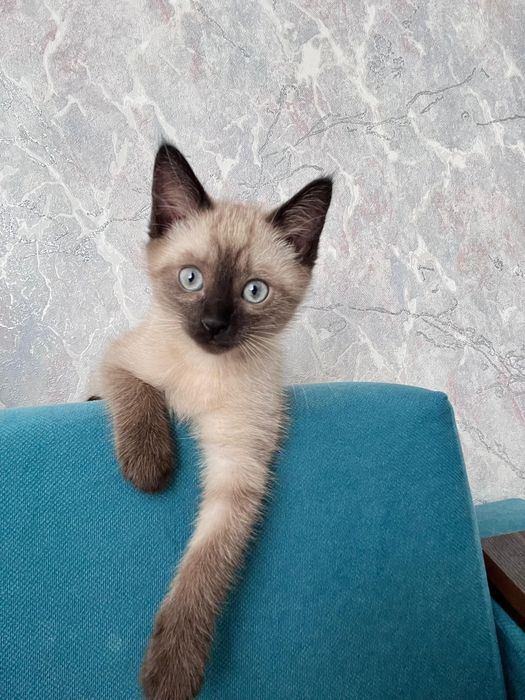 Котенок , кошечка , сиамская