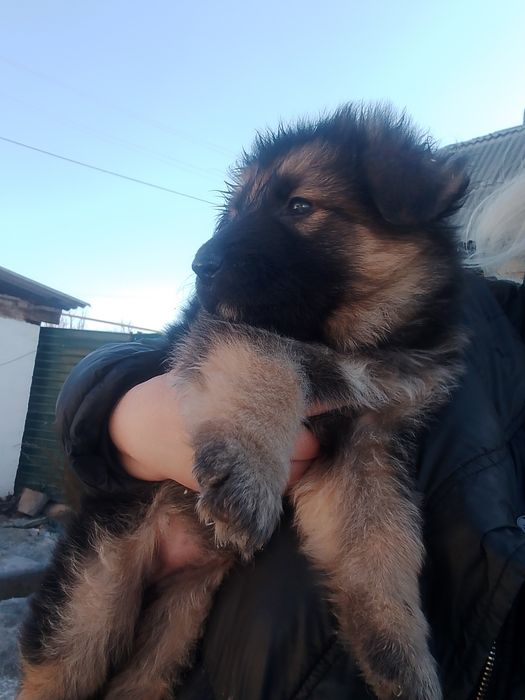 Продам щенков немецкой овчарки