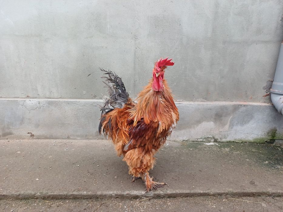 Vand cocos  de casa motat