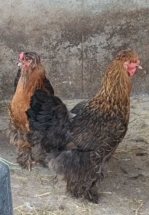 Gaini motate de vanzare