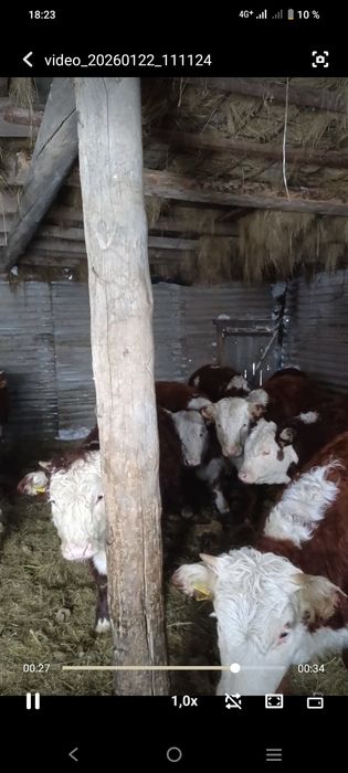 Акбас кашарлар сатылады плем статуспен