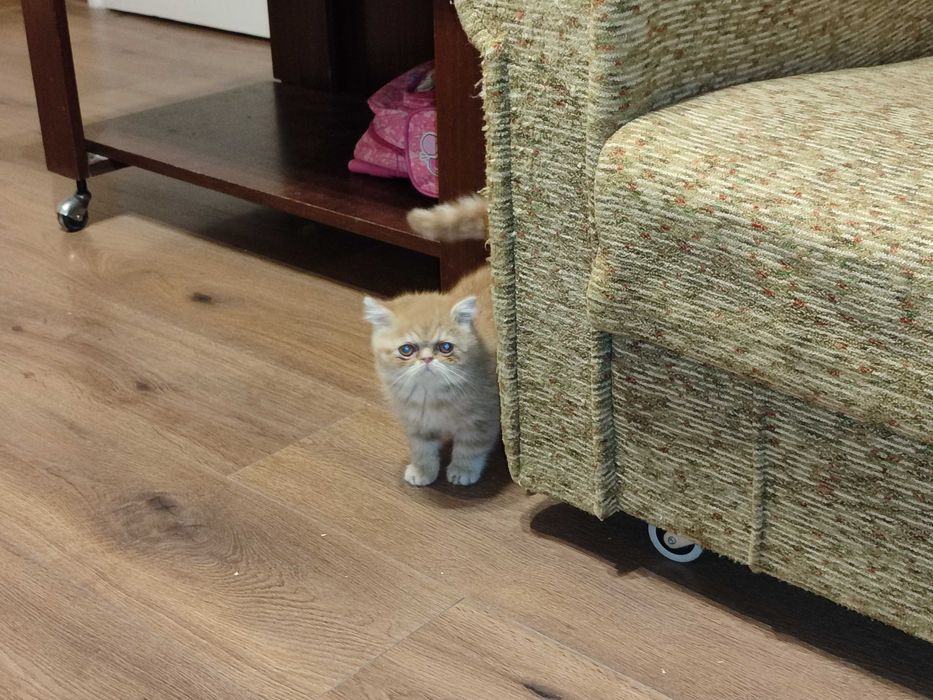 Женски екзотични котки на 2 години и на 5 месеца.