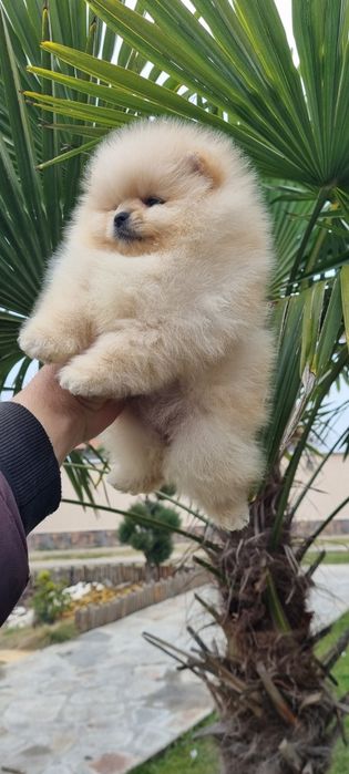 Померан мини мини