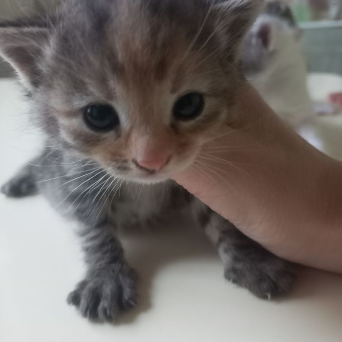 Вислоухие котята один месяц