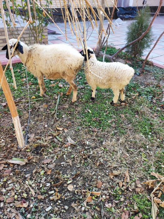 Она бола куй сотилади