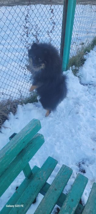Продам немецкий шпиц