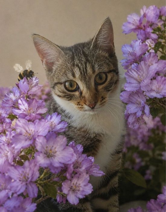 Котенок ищет любящих хозяев