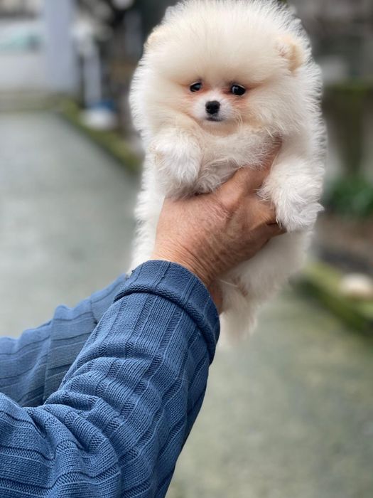 Померан Мини