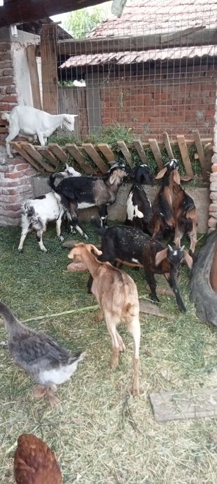Vand sau schimb cu vitel de o saptamana