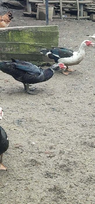 Vând rățoi leșesc