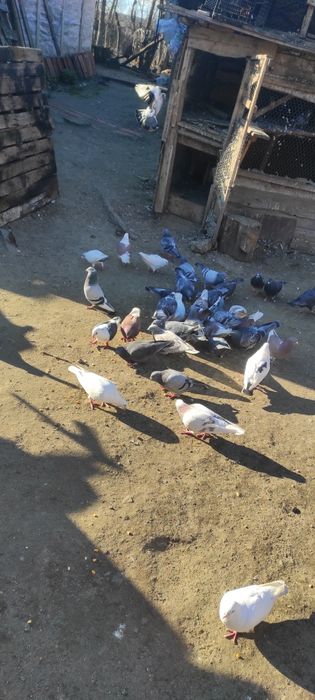 Vand porumbei  toti sunt inelati si cu bricoane