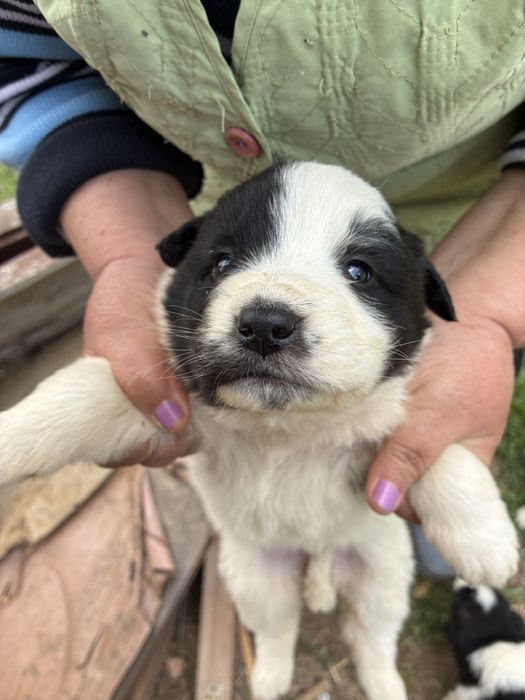 Малки кучетца търсят любящ дом