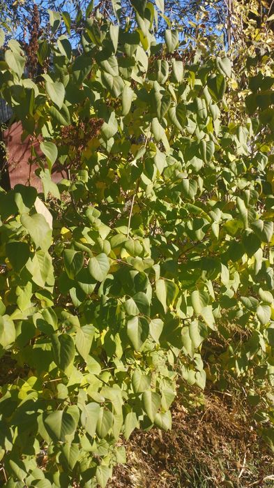 Саженцы все виды