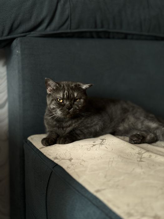 Отдам кошку в добрые руки