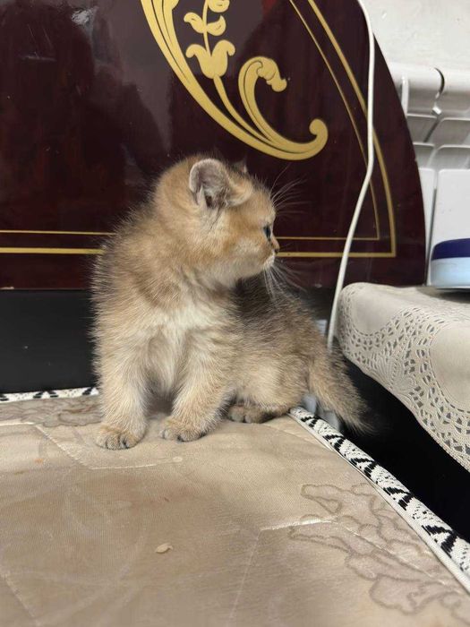 Золотой шиншилла