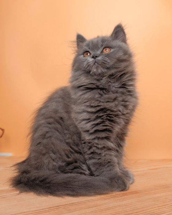 Длиношерстный британский котенок