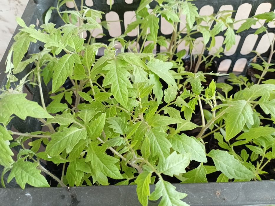 Рассада помидор, сладкого перца.