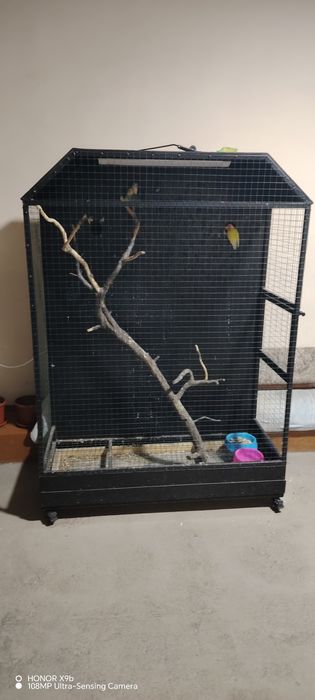 Qushlar uyasi bilan sotiladi