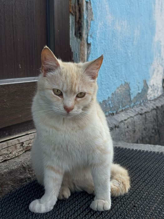 Ищем дом для котиков