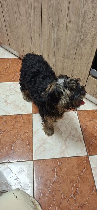 Donez urgent mascul 6 luni