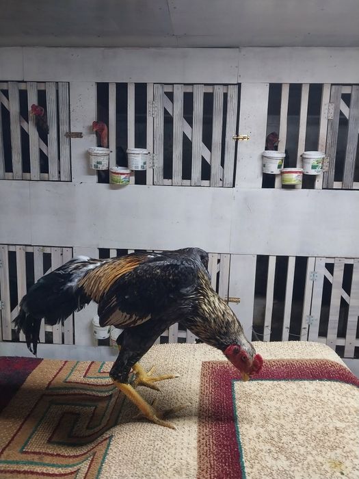 Продам бойцовая птица хороших провереных кровеи