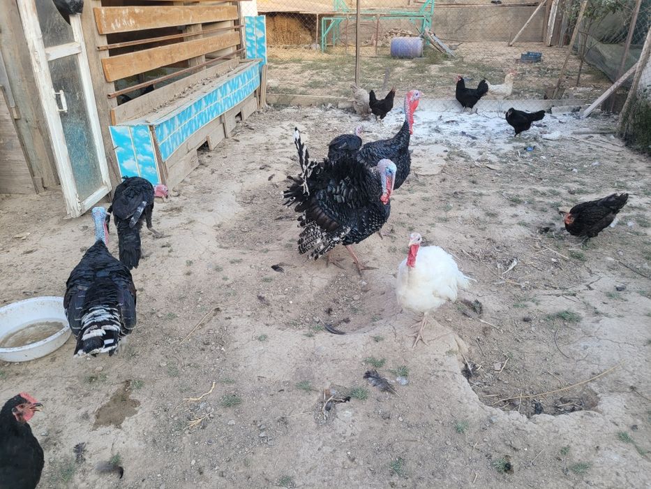 Куркалар сотилади