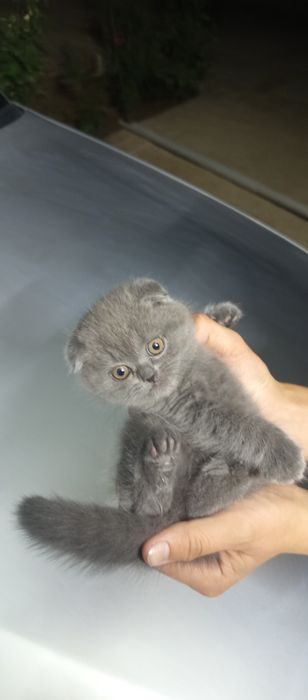 Erkak mumkin shatloniskiy shinshila