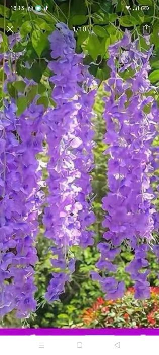 Продам споры белого гриба