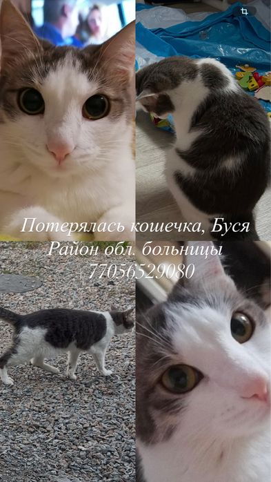 Пропала кошечка Буся