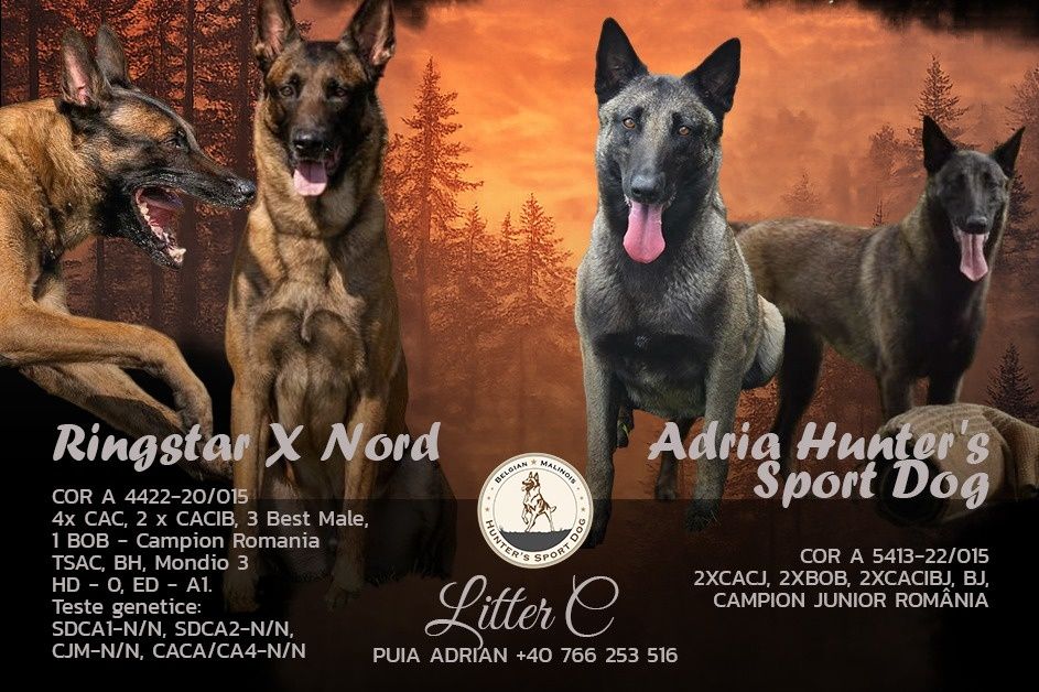 Ciobănesc Belgian Malinois cu pedigree FCI tip A