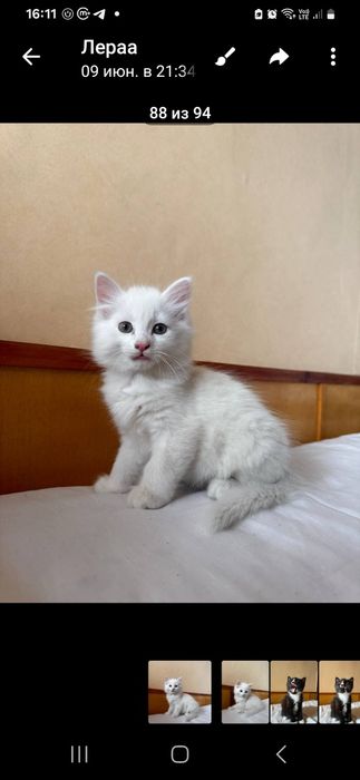 Котята 2 месяца раздаём