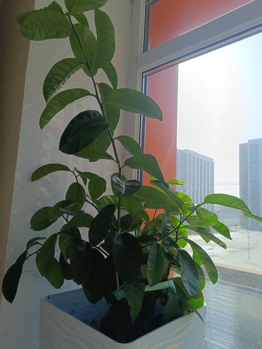 Продажа дерева лимона