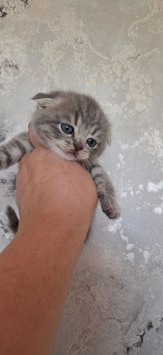 Плюшевые Котята Скоттиш Фолд.