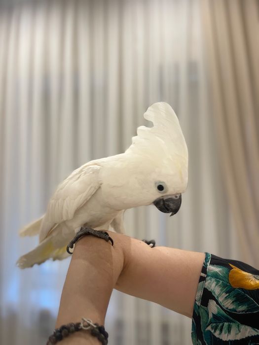 Какаду белохохлый