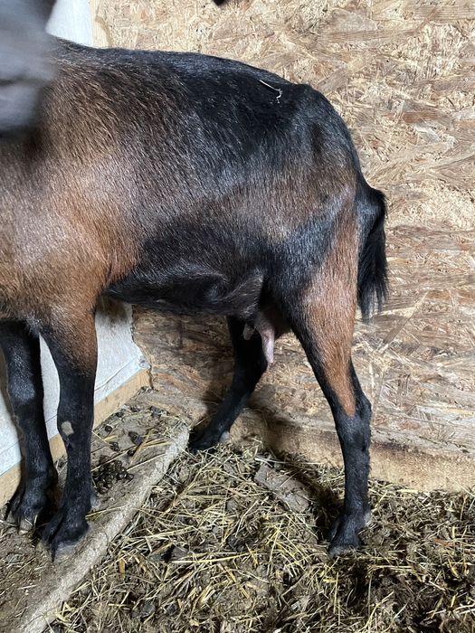 Vand doua capre cu lapte