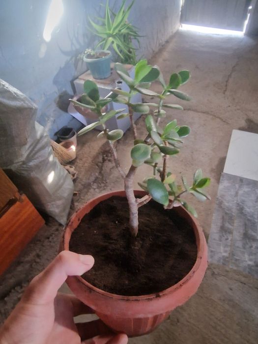 Продам домашние растения