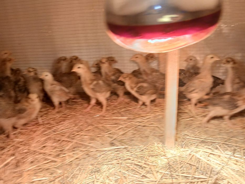 Шөжелер сатылады