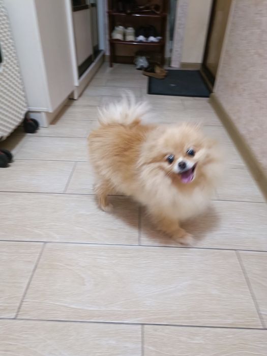Отдадим шпица 7ле