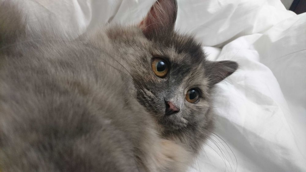 Котята 2 месяца продам