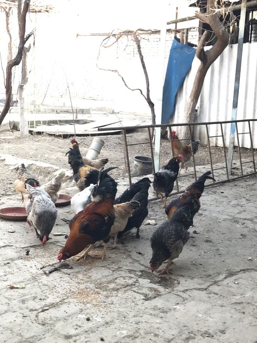 товук ва хурозлар сотилади