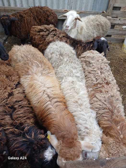 Продам Баранов хороших