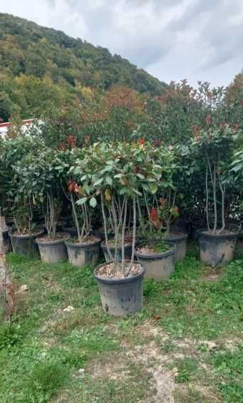 Plante Ornamentale pentru Curți Moderne și Elegante