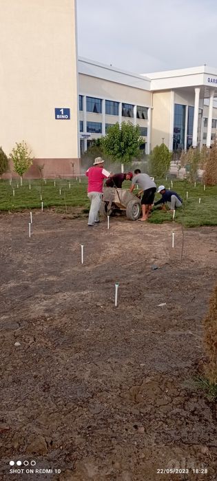 Ruloniy gazon va urugʻdan gazon ekish xizmati