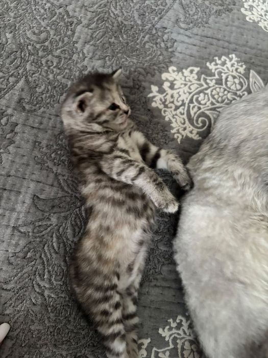 Отдам котёнка в заботливые руки