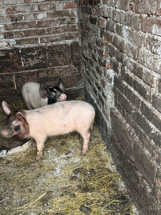 Продавам малки прасета