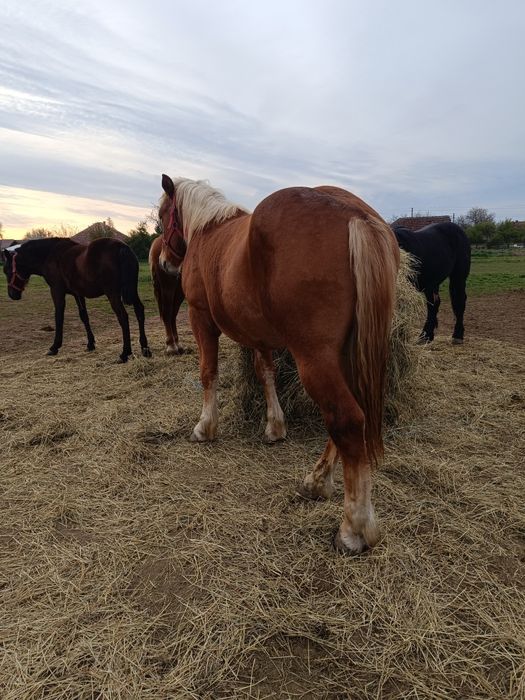 De vânzare 2 mânji