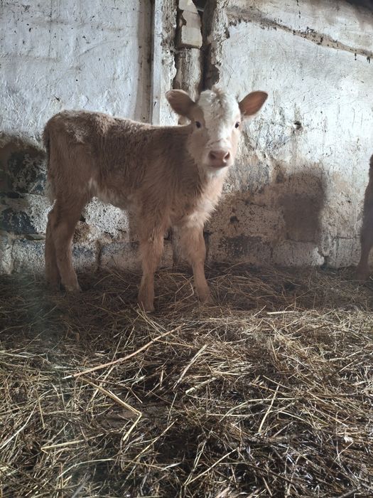 Корова доиная с телёнком