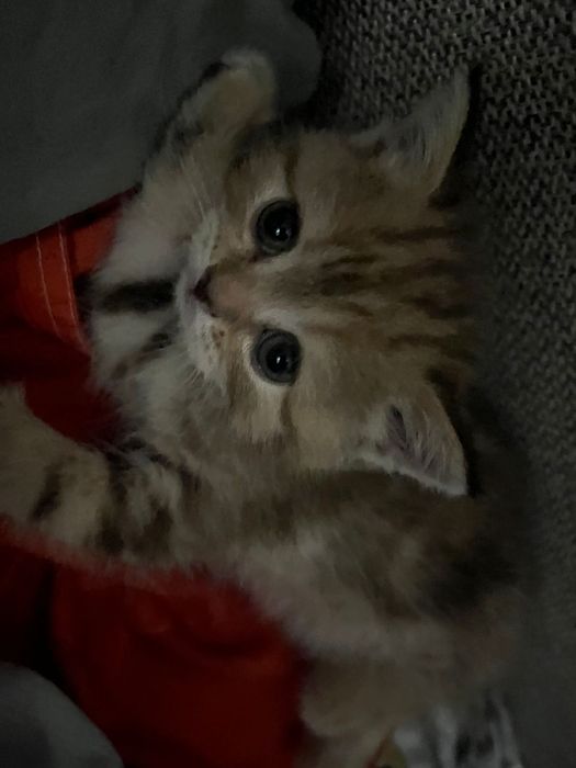 Продам котенка девочка британская