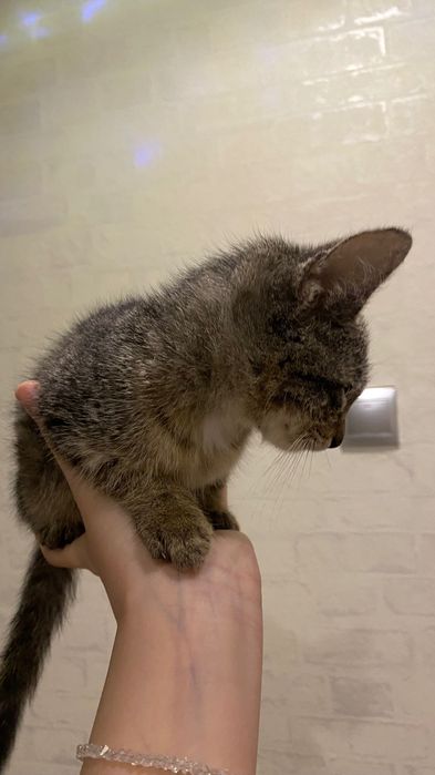 Котенок мальчик маленький