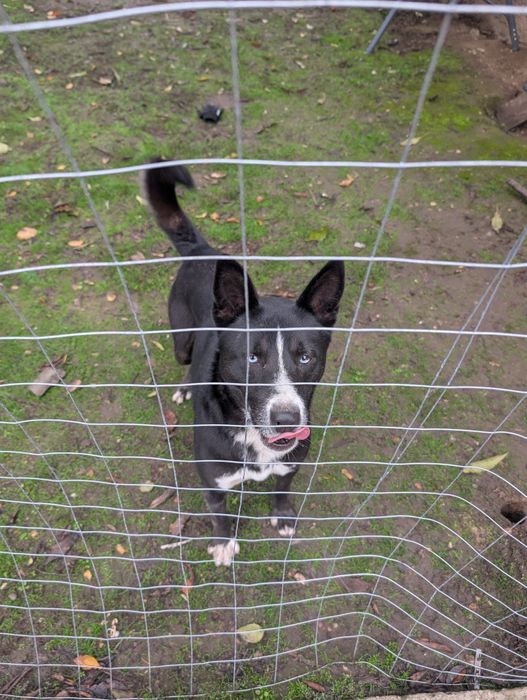 Metis Husky spre adoptie URGENT